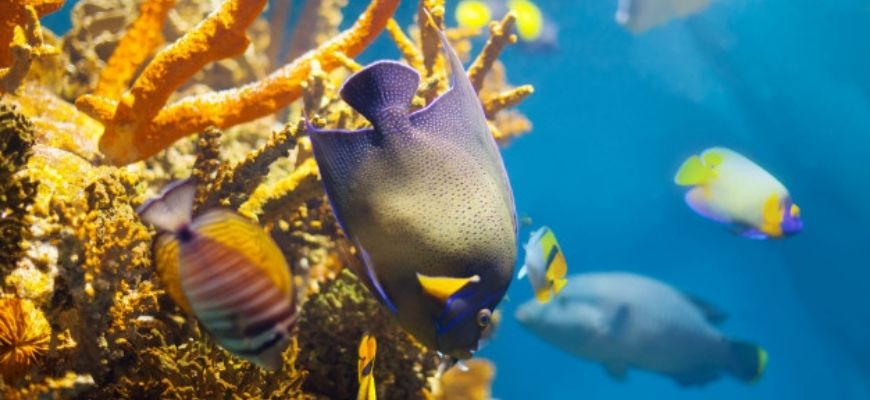 AMAZING SUSTAINABLE CORAL REEF