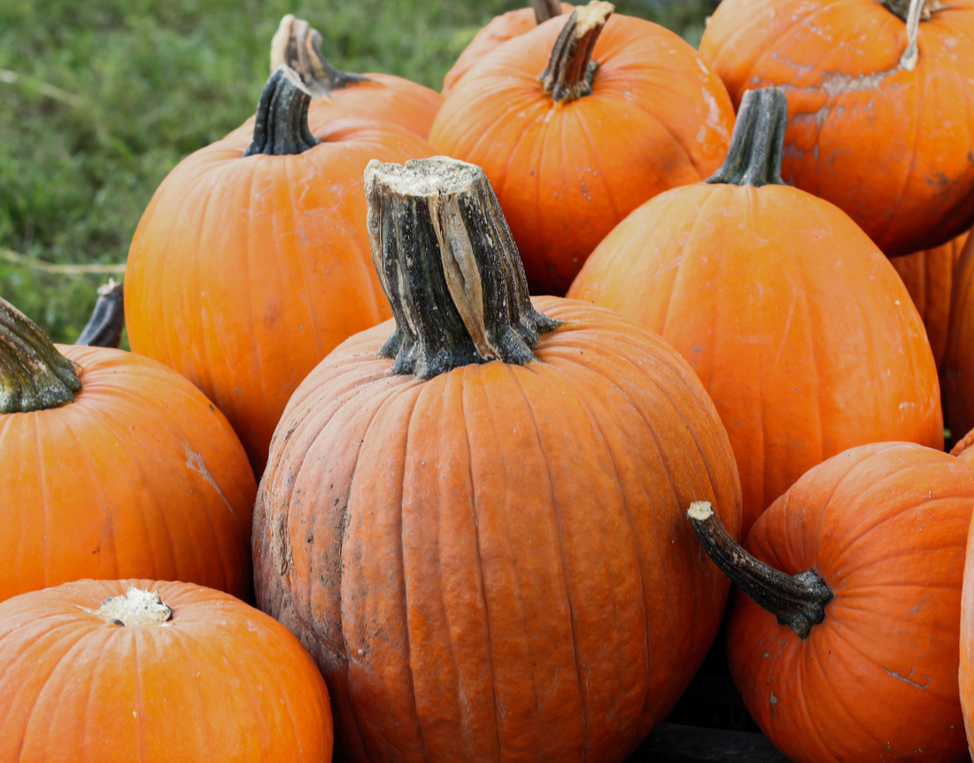 Miami Fall Vibes: Embrace the Season in the Magic City