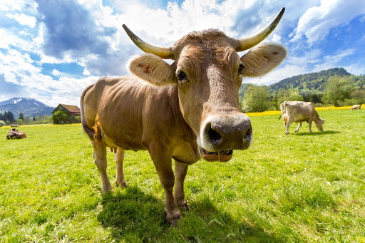 THE IMPORTANCE OF GRASS FED-MEAT