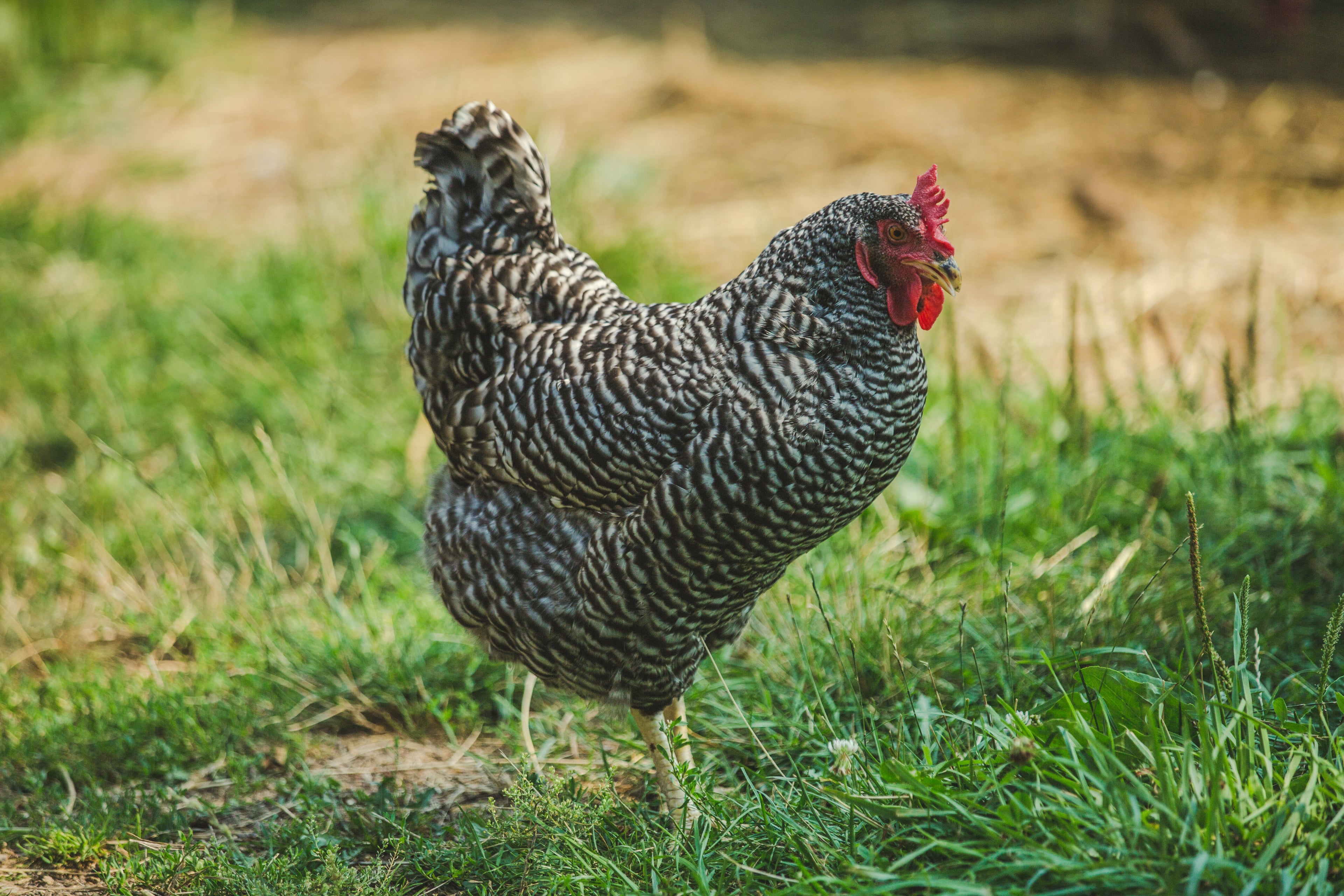 free range chicken
